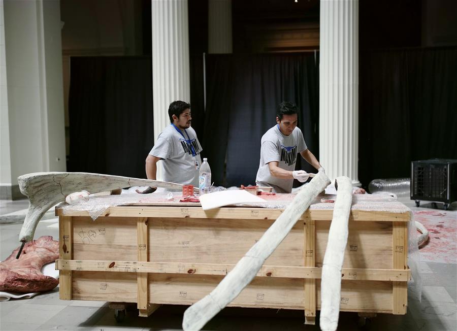 U.S.-CHICAGO-FIELD MUSEUM-PATAGOTITAN MAYORUM-DINOSAUR FOSSIL