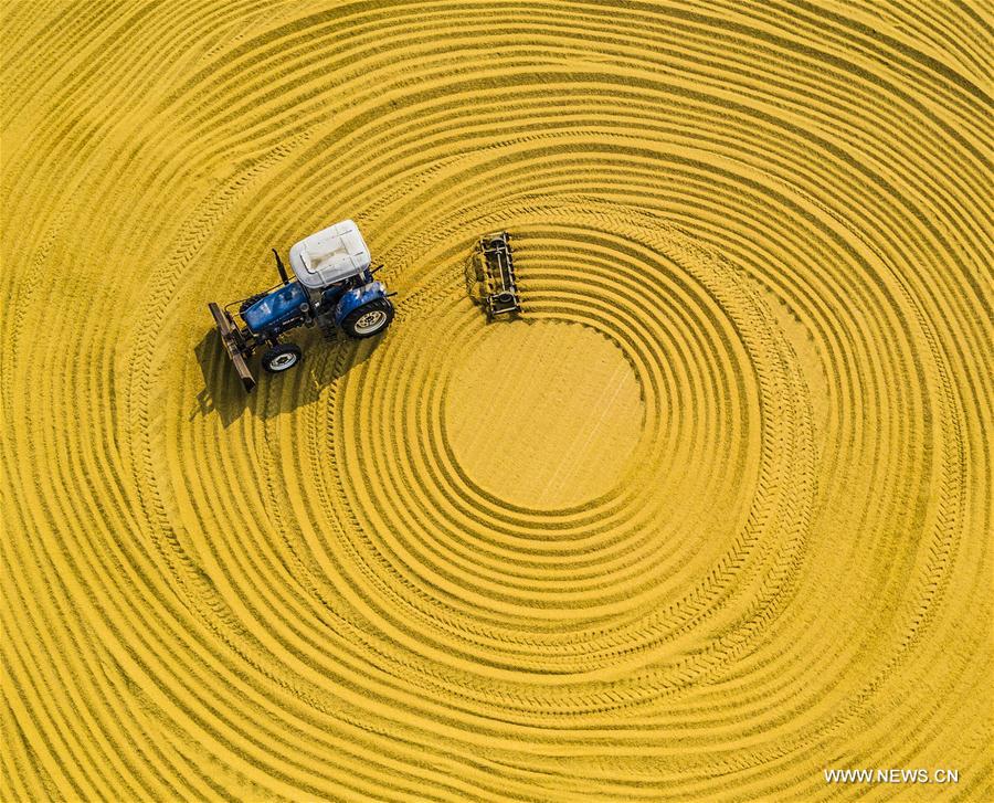 #CHINA-FARMING-SHUANGJIANG (CN)