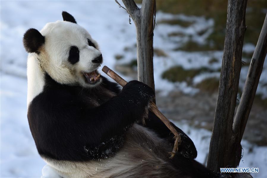 CHINA-HEILONGJIANG-GIANT PANDAS (CN)