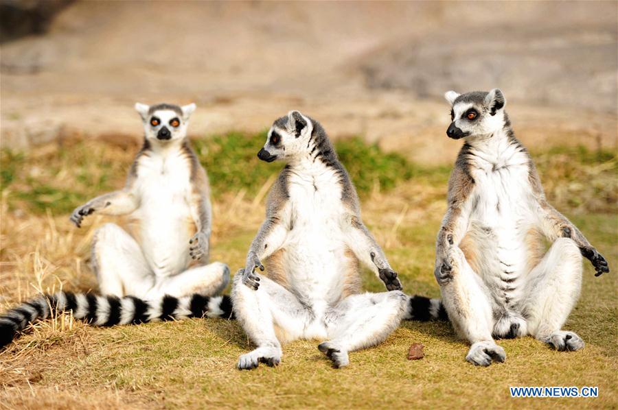 #CHINA-QINGDAO-ANIMALS (CN)