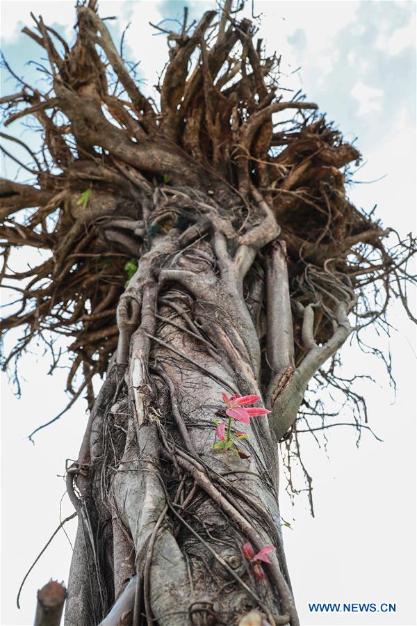 THAILAND-KRABI-ART-BIENNALE