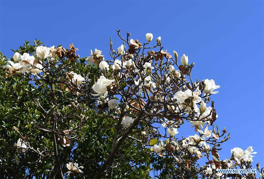 CHINA-YUNNAN-KUNMING-FLOWER BLOSSOM (CN)
