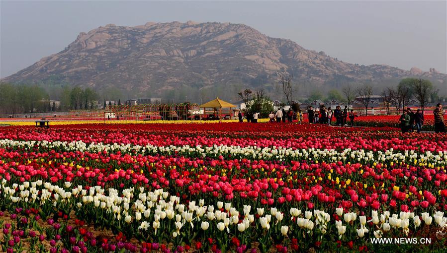 CHINA-HENAN-HOT SPRING TOWN-TULIPS (CN)