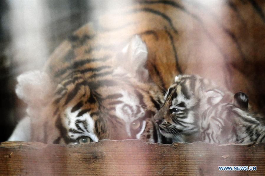 CHINA-HEILONGJIANG-HAILIN-TIGER CUBS (CN)