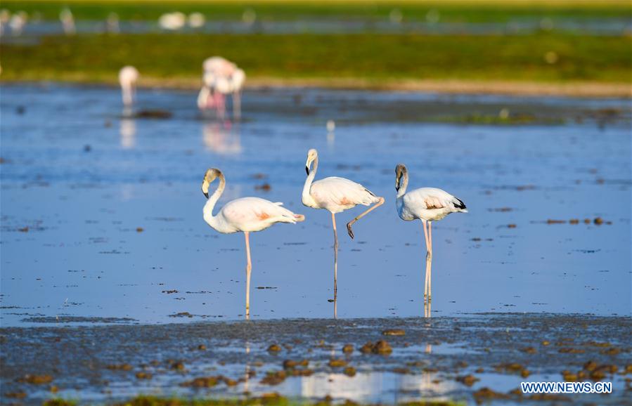 KENYA-ECOLOGY-CHINA-BEIJING-HORTICULTURAL EXPO-KENYA DAY