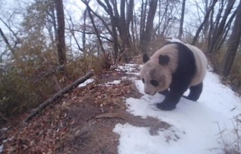 Infrared camera captures wild giant panda in NW China's Gansu