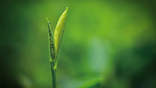 這片樹葉，改變了世界！