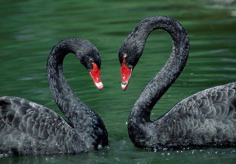 ?？低?ldquo;黑天鵝&rdquo;驚魂兩天