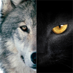 探針 | 2016：雙極，雙11