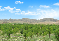 形成農(nóng)林牧、生態(tài)濕地等非主營業(yè)務(wù)