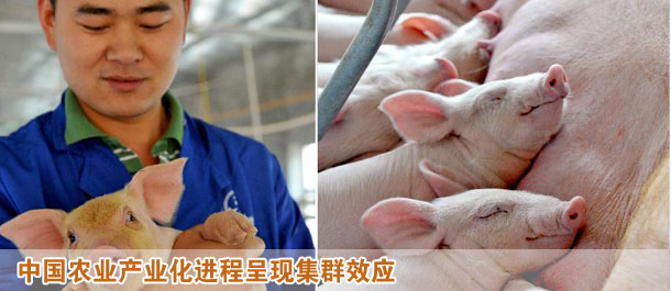 中國農(nóng)業(yè)產(chǎn)業(yè)化進程呈現(xiàn)集群效應(yīng)