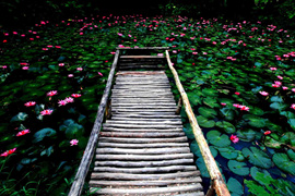 踱步花間，邂逅美麗