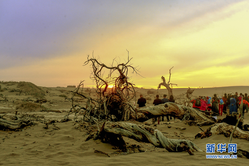 千年胡楊，不朽傳奇