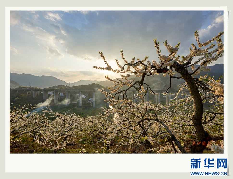 李花白，彩霞紅，春意濃