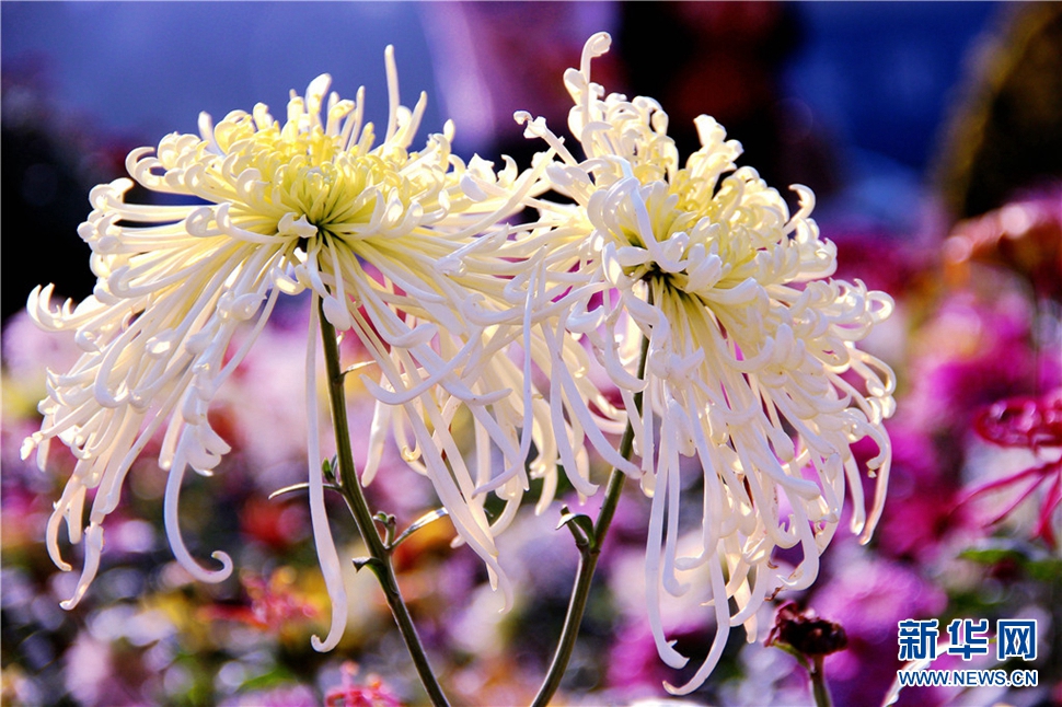 金秋時節(jié)，菊潤車城