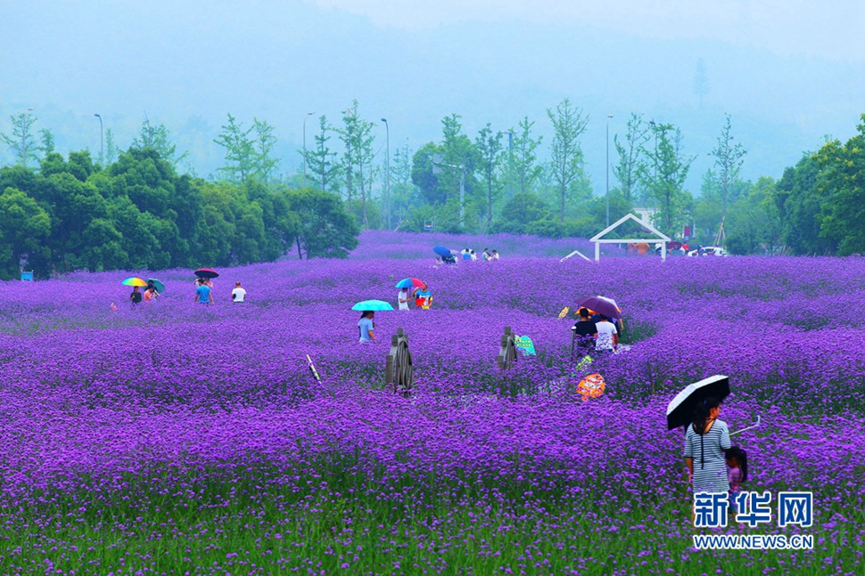 雨中游蓀湖花海，美翻了！