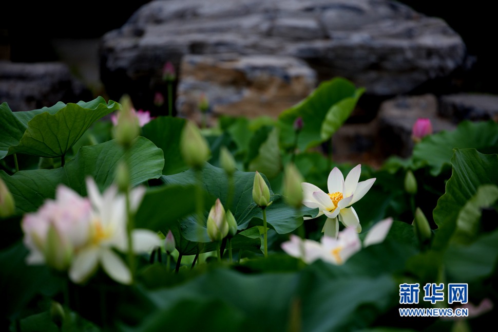 蓮花池的荷花開(kāi)了