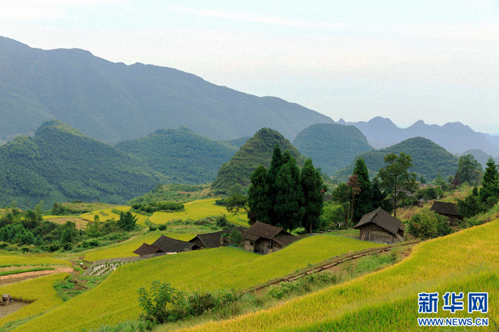 塘家梯田金秋最美時(shí)