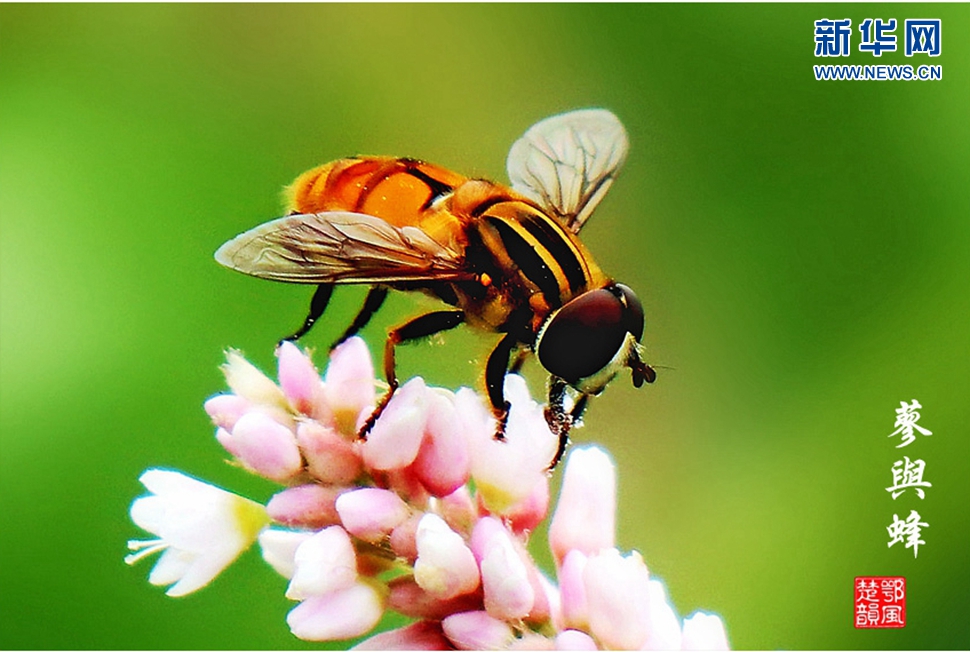 蓼與蜂、蜘蛛
