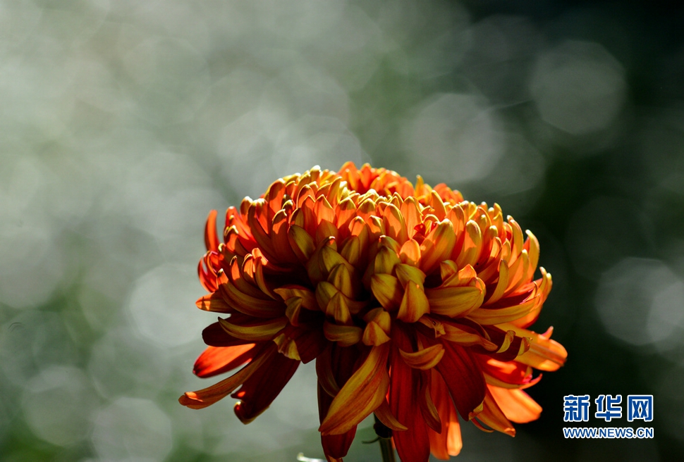《此時(shí)花開》