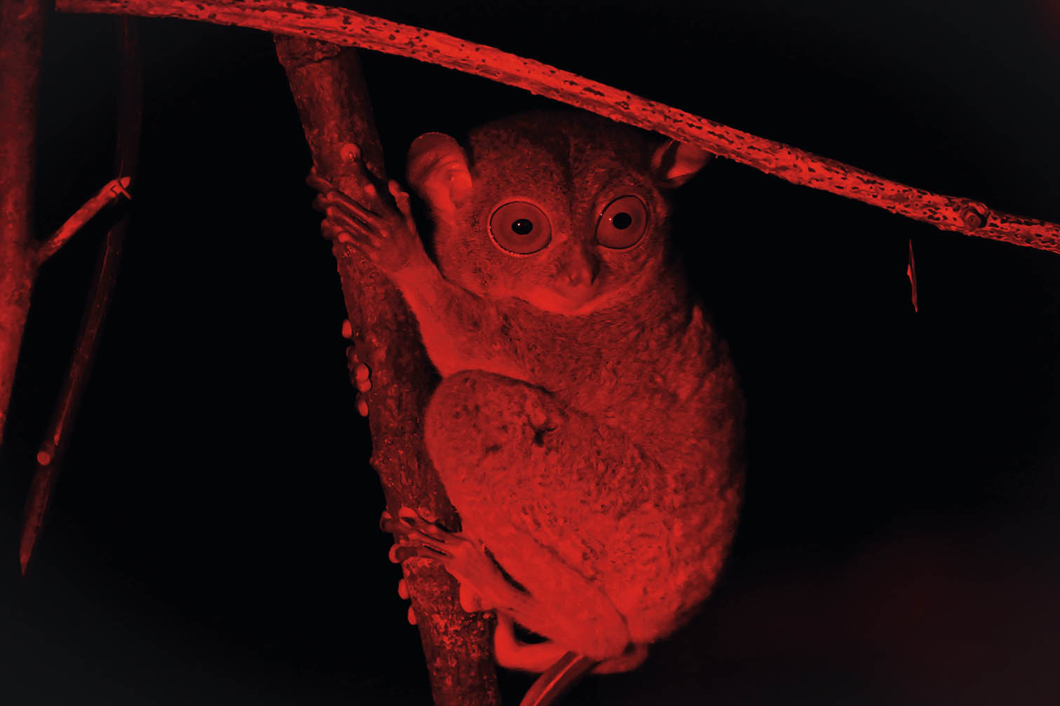 夜行婆羅洲雨林