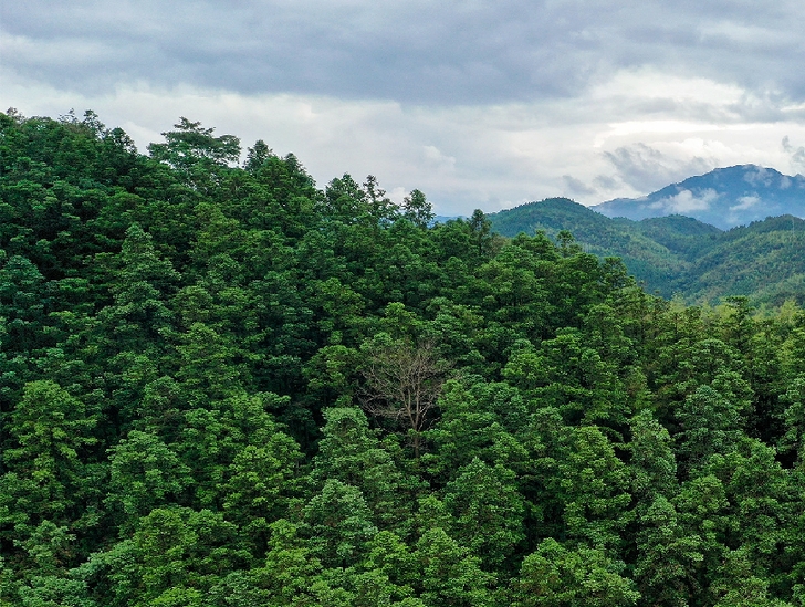 &ldquo;一顆杉木做到底&rdquo;洋口林場(chǎng)杉木育種科研團(tuán)隊(duì)