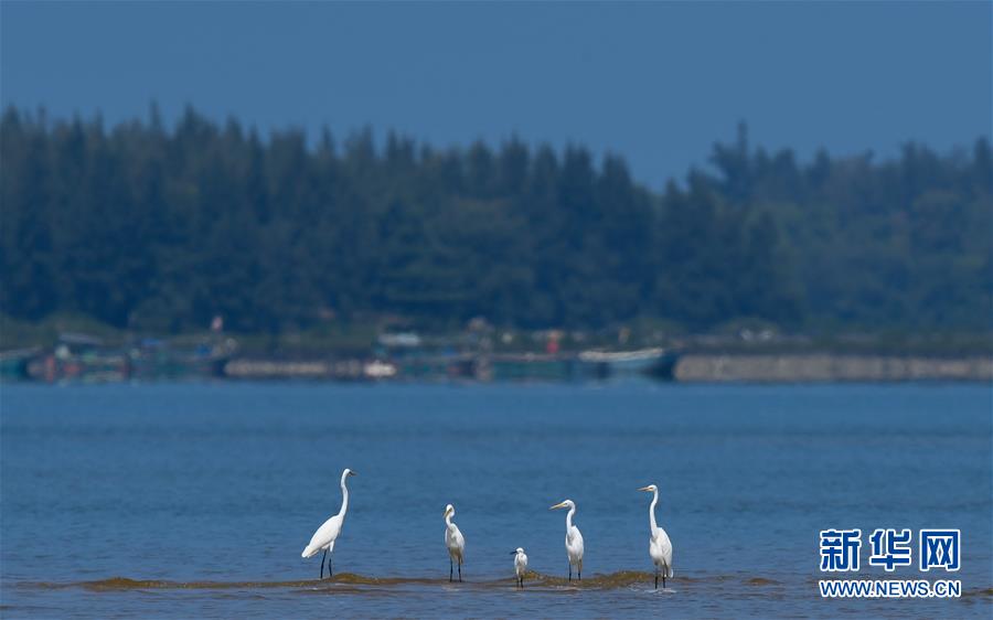 （環(huán)境）（1）海南儋州：光村銀灘候鳥飛