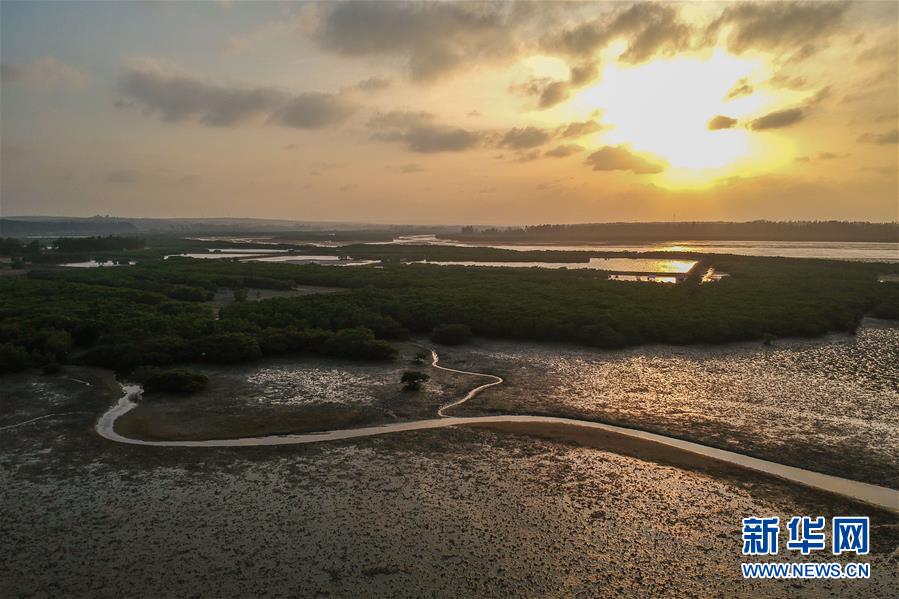 （圖文互動(dòng)）（1）十年樹(shù)木、紅樹(shù)成林——“海上森林”回歸記