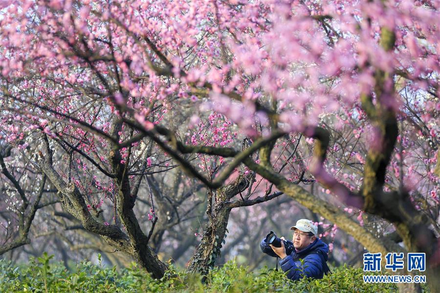 #（社會(huì)）（1）江蘇南京：梅花綻放引客來