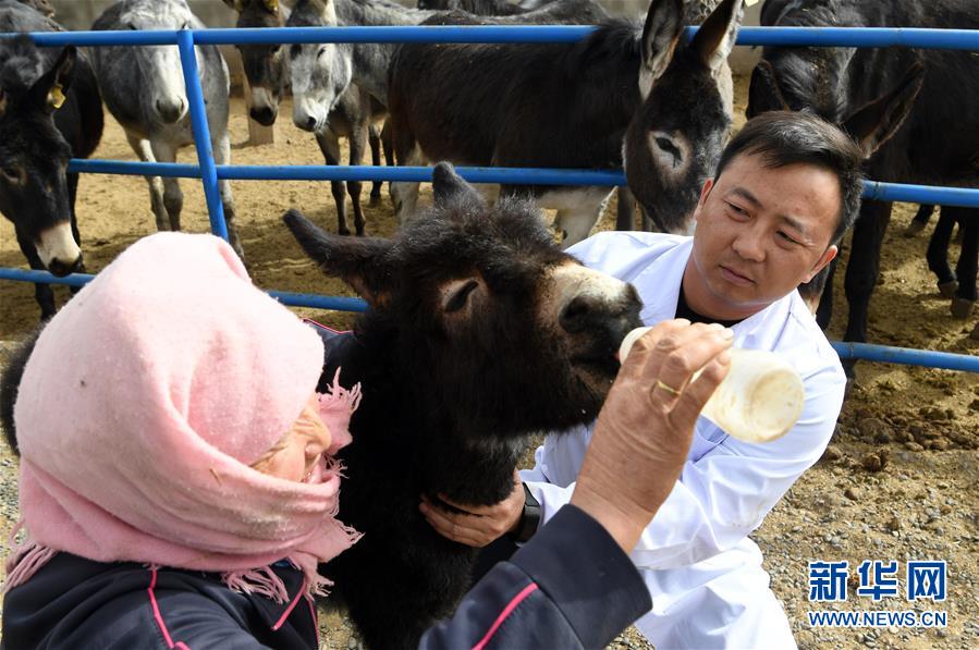 (圖片故事)(1)大學生改行創(chuàng)業(yè) 返鄉(xiāng)養(yǎng)驢