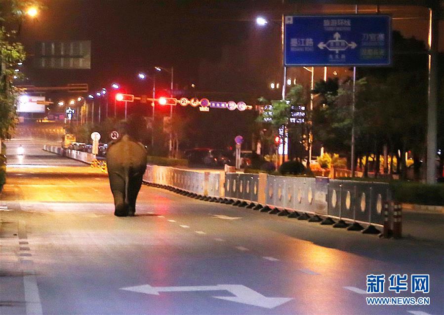 (社會(huì))云南普洱鬧市區(qū)上演“象出沒(méi)”