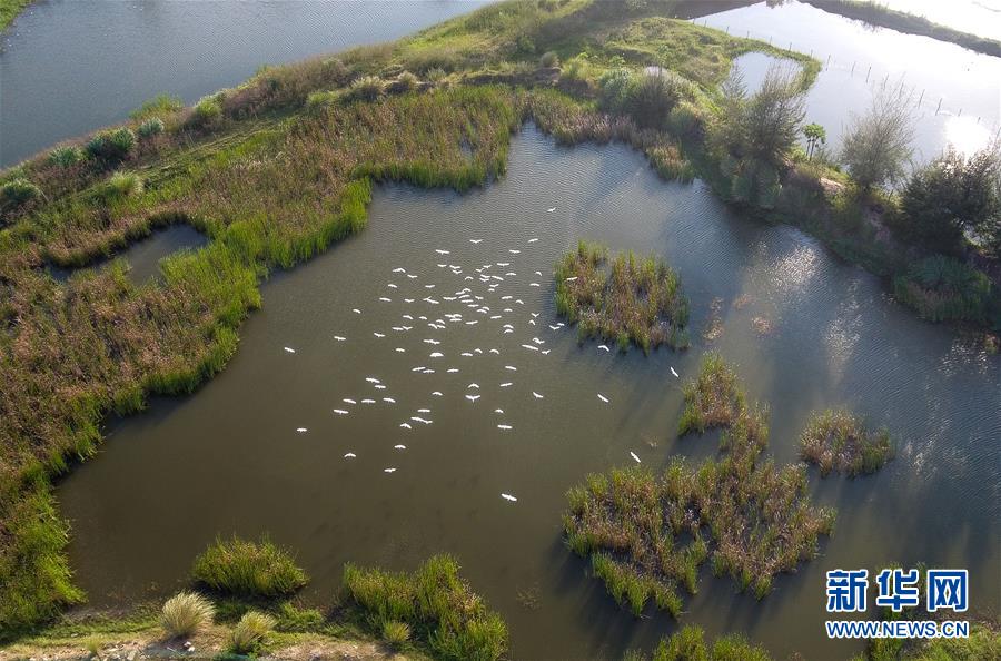 （圖文互動(dòng)·百城百縣百企調(diào)研行）（5）“濕地?？?rdquo;的生態(tài)文明建設(shè)實(shí)踐