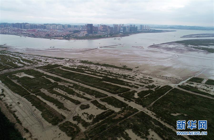 (新華視點·圖文互動)(1)福建10名黨員干部被問責的背后:7部門十余次執(zhí)法未能有效制止泉州灣濕地圍墾行為