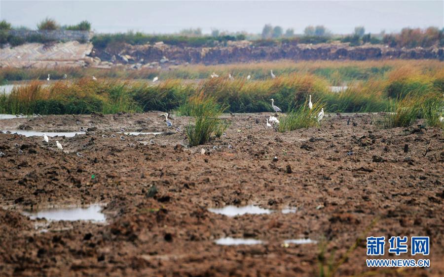 (新華視點·圖文互動)(3)福建10名黨員干部被問責的背后:7部門十余次執(zhí)法未能有效制止泉州灣濕地圍墾行為