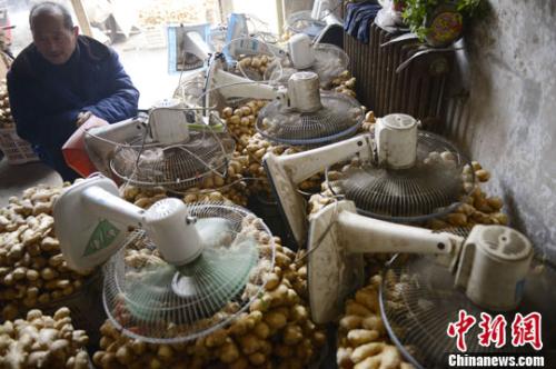 資料圖：山西太原蔬菜批發(fā)市場(chǎng)，姜販用多臺(tái)電風(fēng)扇風(fēng)干新鮮潮濕的生姜。<a target='_blank' ><p  align=