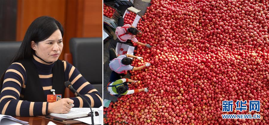 (兩會·影像鏈接)全國人大代表曾云英:新型農(nóng)業(yè)將迎來高質(zhì)量發(fā)展的機遇