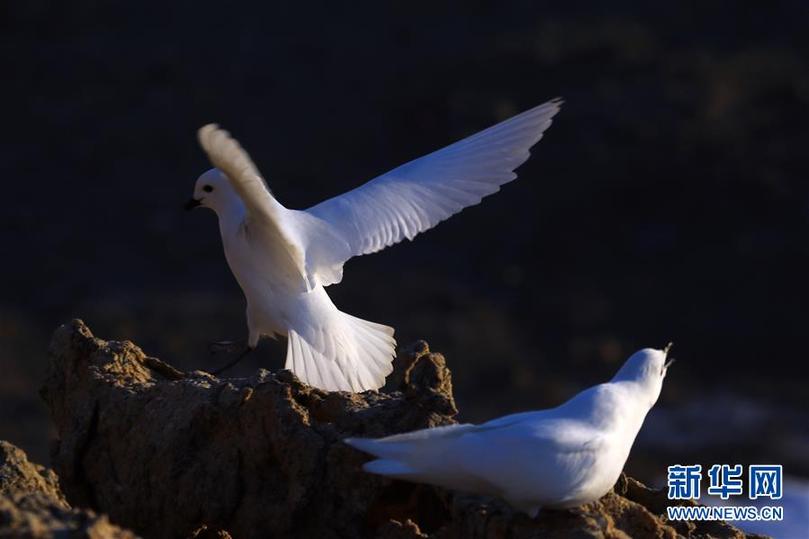 (第35次南極科考·圖文互動(dòng))(1)中國首次利用紅外相機(jī)自動(dòng)監(jiān)測(cè)南極雪海燕