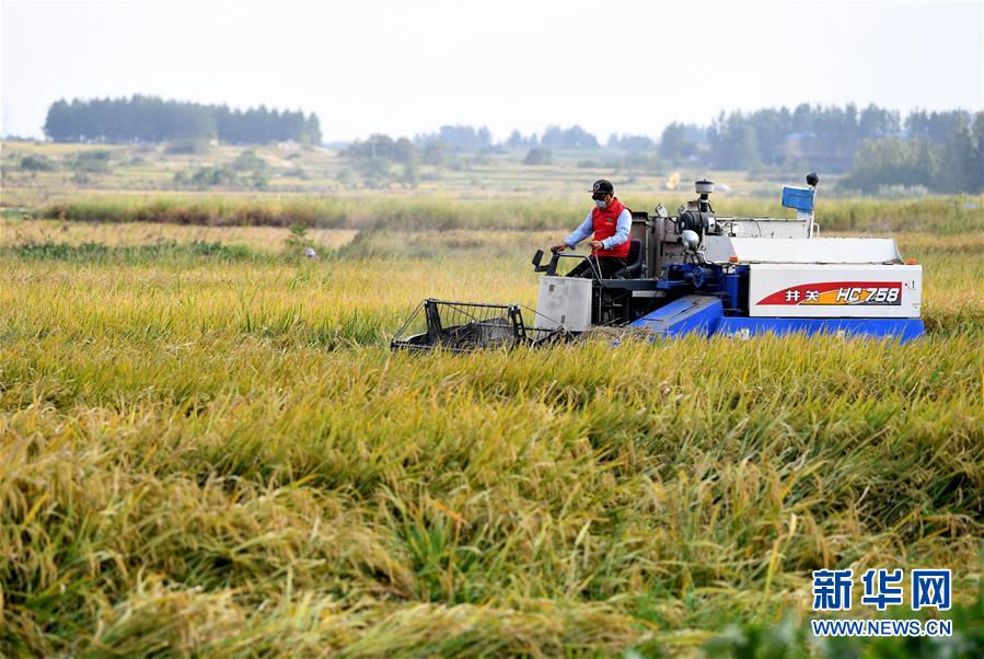 （新華全媒頭條·愛國(guó)情 奮斗者·圖文互動(dòng)）（6）一個(gè)村的奮斗，一個(gè)時(shí)代的巨變——記敢“蹚新路”的小崗人