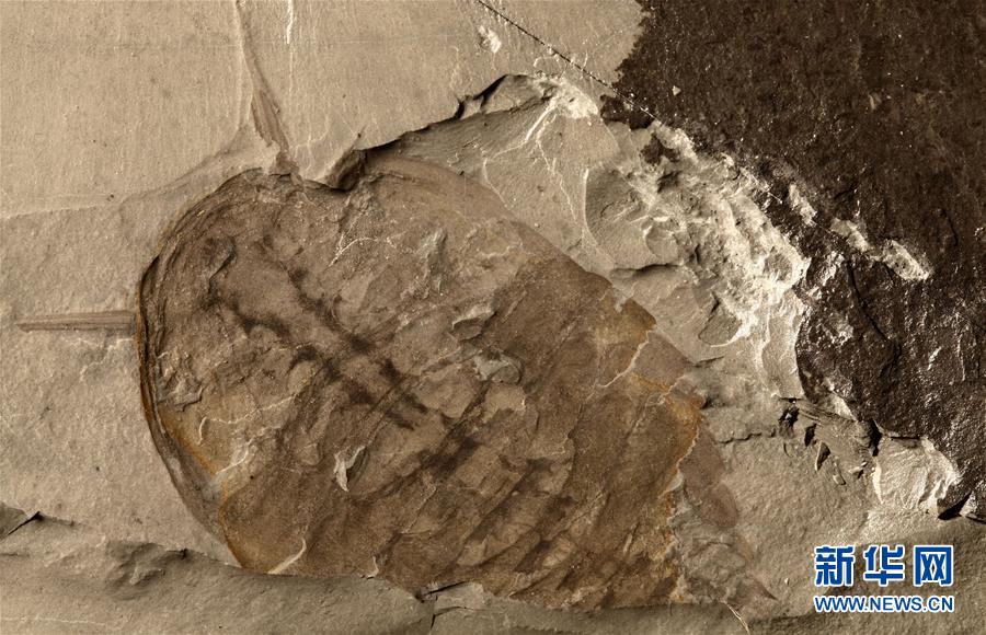 (新華全媒頭條·圖文互動(dòng))(10)探尋5億年前“生命大爆炸”之奧秘——中國科學(xué)家發(fā)現(xiàn)寒武紀(jì)“化石寶庫”清江生物群紀(jì)實(shí)