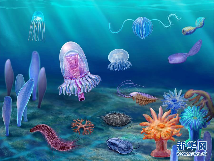 (新華全媒頭條·圖文互動(dòng))(15)探尋5億年前“生命大爆炸”之奧秘——中國科學(xué)家發(fā)現(xiàn)寒武紀(jì)“化石寶庫”清江生物群紀(jì)實(shí)