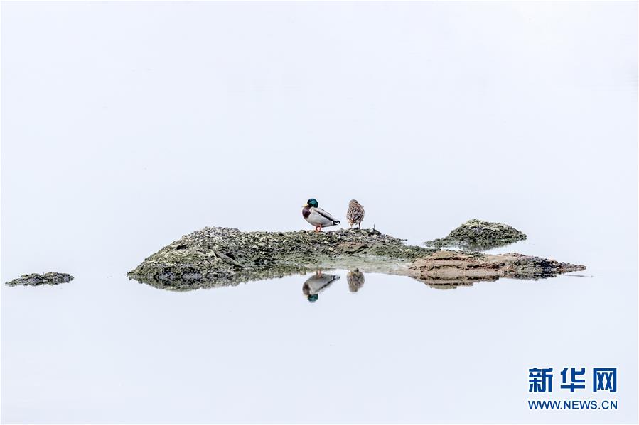 (生態(tài)文明建設(shè)·圖文互動(dòng))(4)從亂河灘到“鳥的天堂”——一名攝影師鏡頭里的“生態(tài)變奏曲”