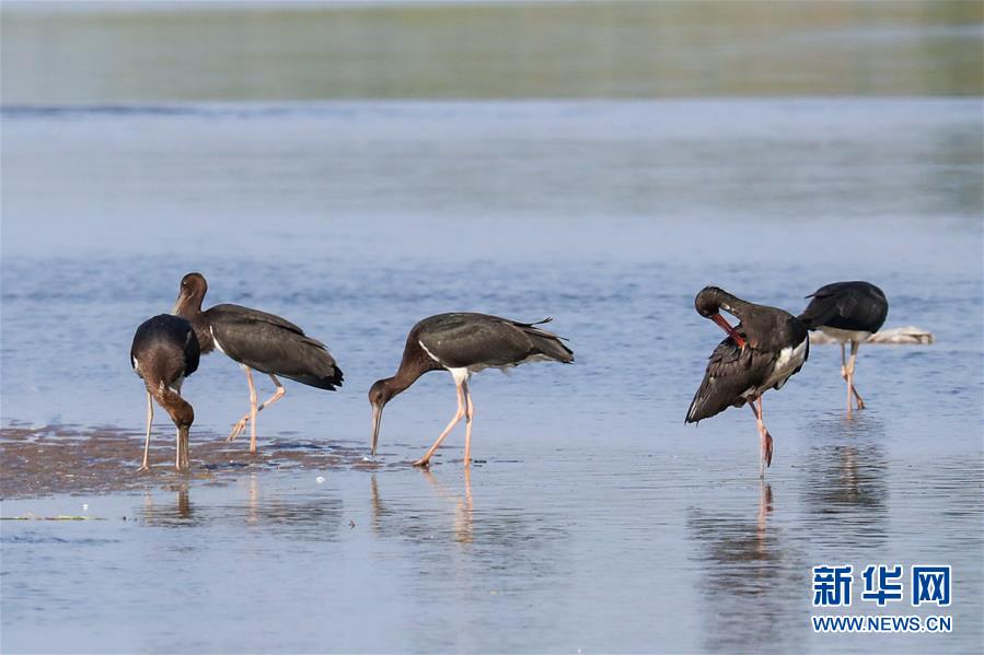 (生態(tài)文明建設(shè)·圖文互動(dòng))(5)從亂河灘到“鳥的天堂”——一名攝影師鏡頭里的“生態(tài)變奏曲”