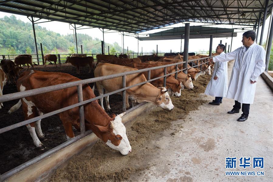 (直過民族脫貧攻堅(jiān)·圖文互動(dòng))(4)“人類童年·西盟佤部落”成長記