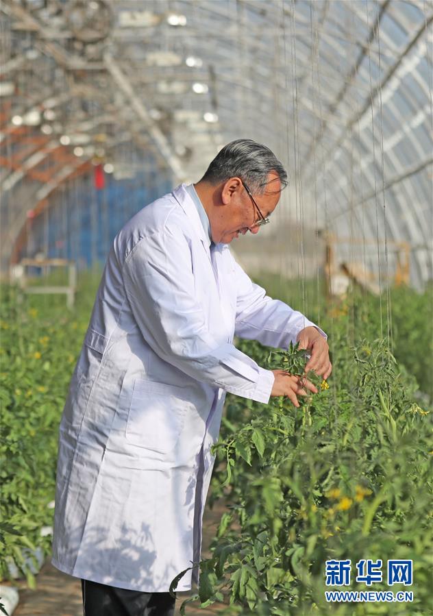 (新華全媒頭條·圖文互動(dòng))(3)和蔬菜“說話”的人——中國(guó)工程院院士李天來的“棚菜人生”
