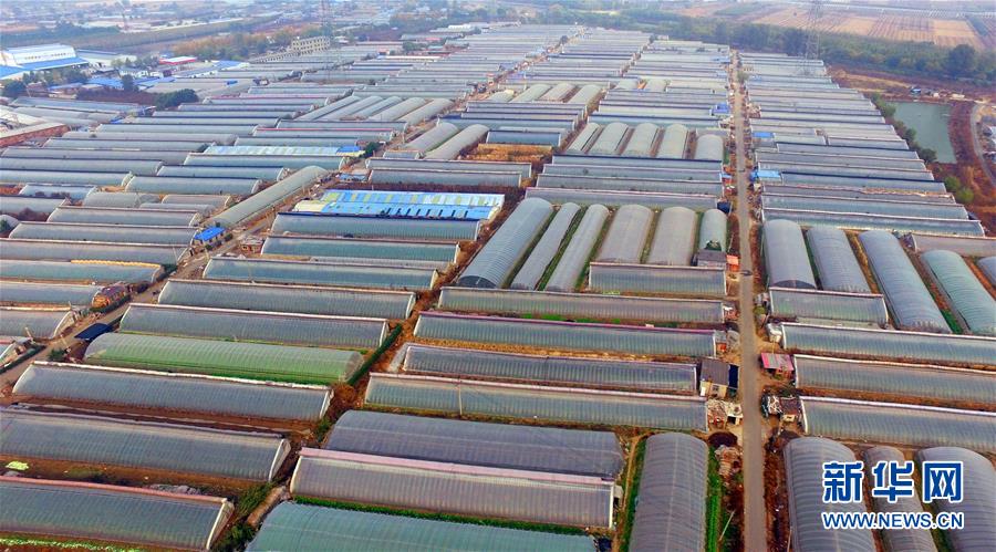 (新華全媒頭條·圖文互動(dòng))(4)和蔬菜“說話”的人——中國(guó)工程院院士李天來的“棚菜人生”