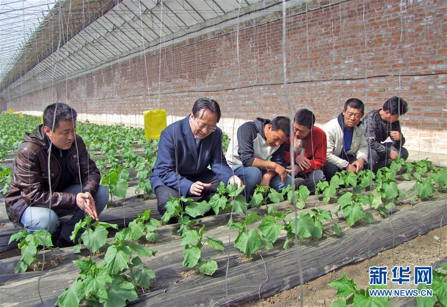 (新華全媒頭條·圖文互動(dòng))(6)和蔬菜“說話”的人——中國(guó)工程院院士李天來的“棚菜人生”