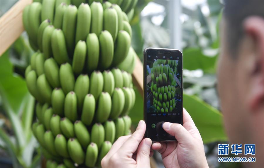 (在習(xí)近平新時(shí)代中國特色社會(huì)主義思想指引下——新時(shí)代新作為新篇章·圖文互動(dòng))(1)吉林萬昌現(xiàn)代農(nóng)業(yè)發(fā)展先導(dǎo)區(qū)“三變”