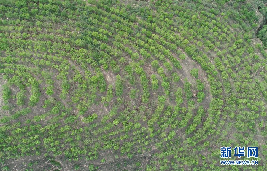 (圖文互動(dòng))(4)荒土換青山 林海淘真金——延安退耕還林20載造就綠色奇跡