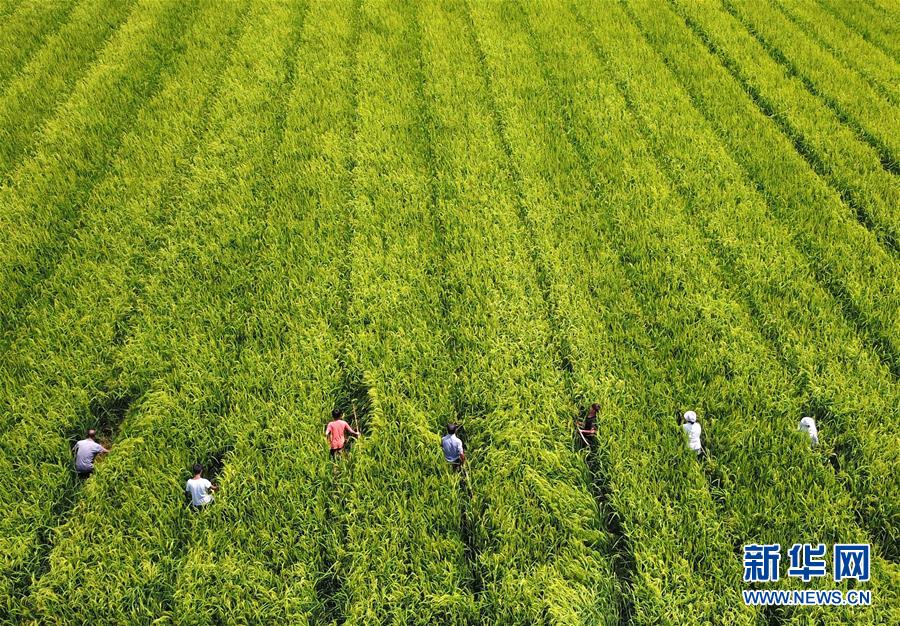 (全面深化改革·圖文互動(dòng))(1)“減”出效益 “融”出特色 “服”出動(dòng)力——貴州推進(jìn)農(nóng)村產(chǎn)業(yè)結(jié)構(gòu)調(diào)整觀察