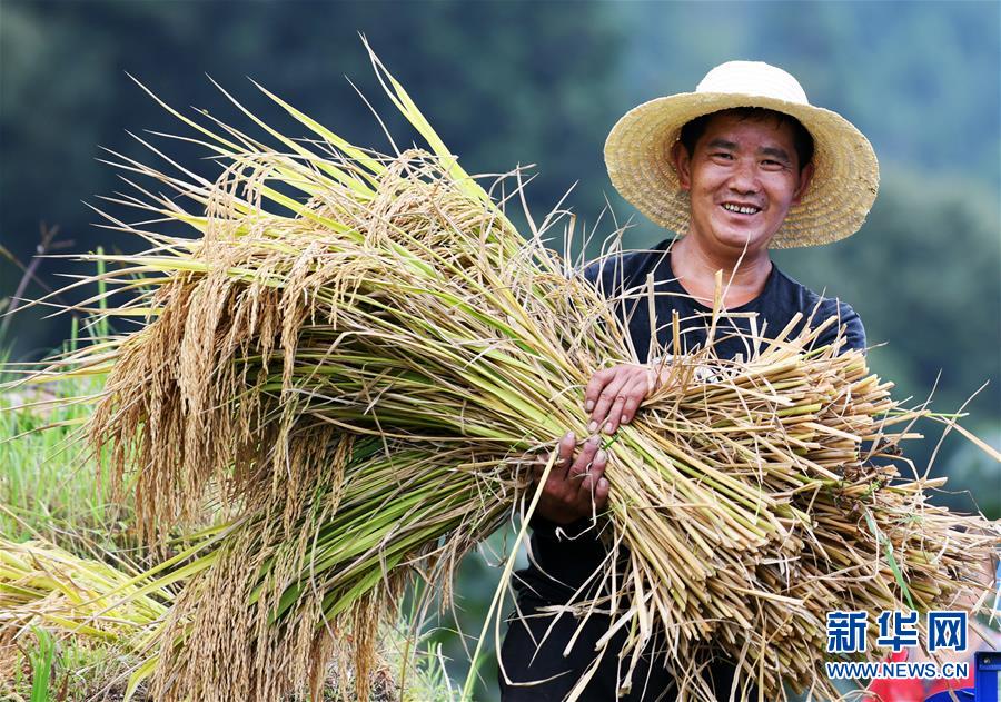 (全面深化改革·圖文互動(dòng))(2)“減”出效益 “融”出特色 “服”出動(dòng)力——貴州推進(jìn)農(nóng)村產(chǎn)業(yè)結(jié)構(gòu)調(diào)整觀察